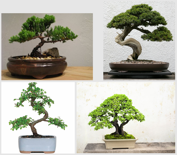 Some references images of Bonsai.