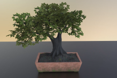 A Frame from the final Bonsai turntable render.