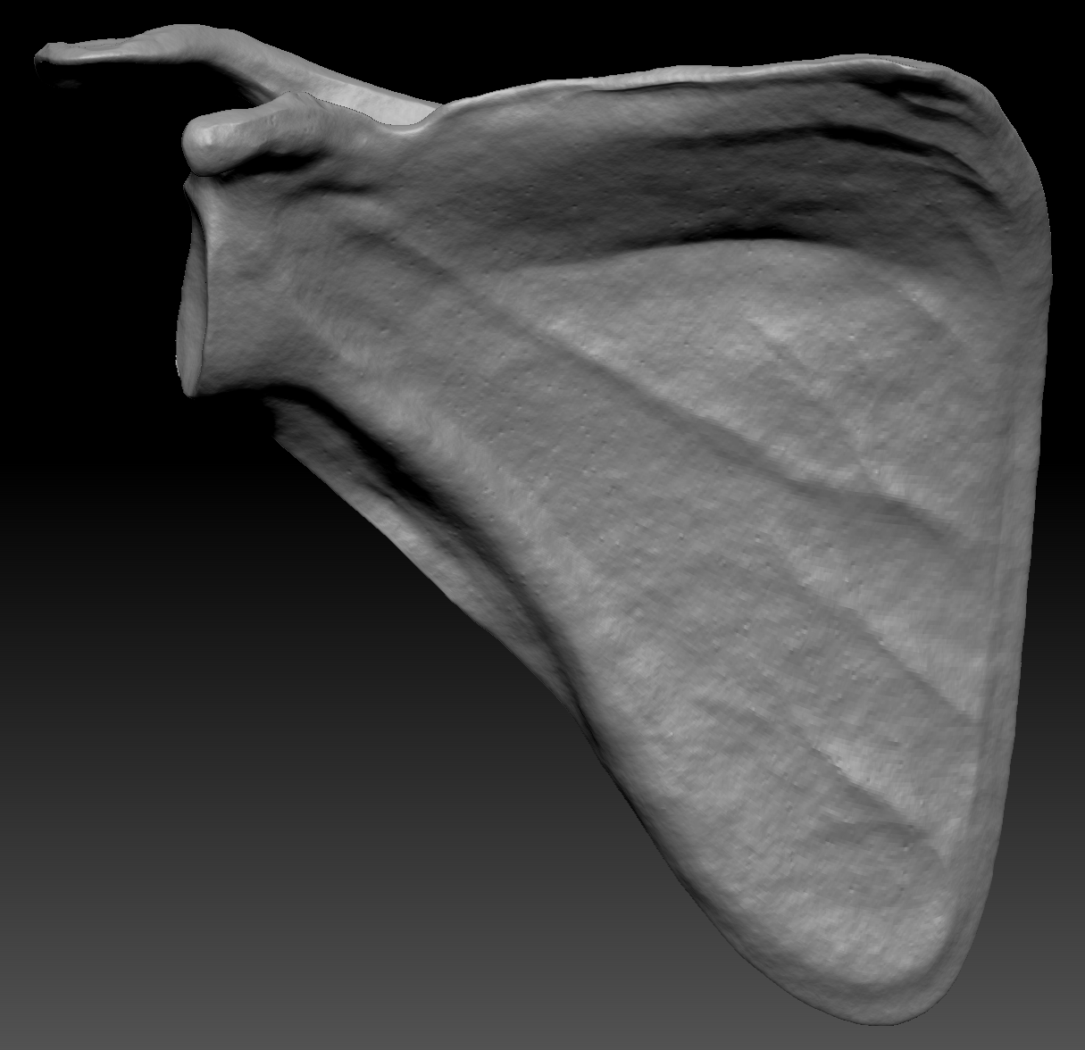 ZBrush Intro – Scapula update