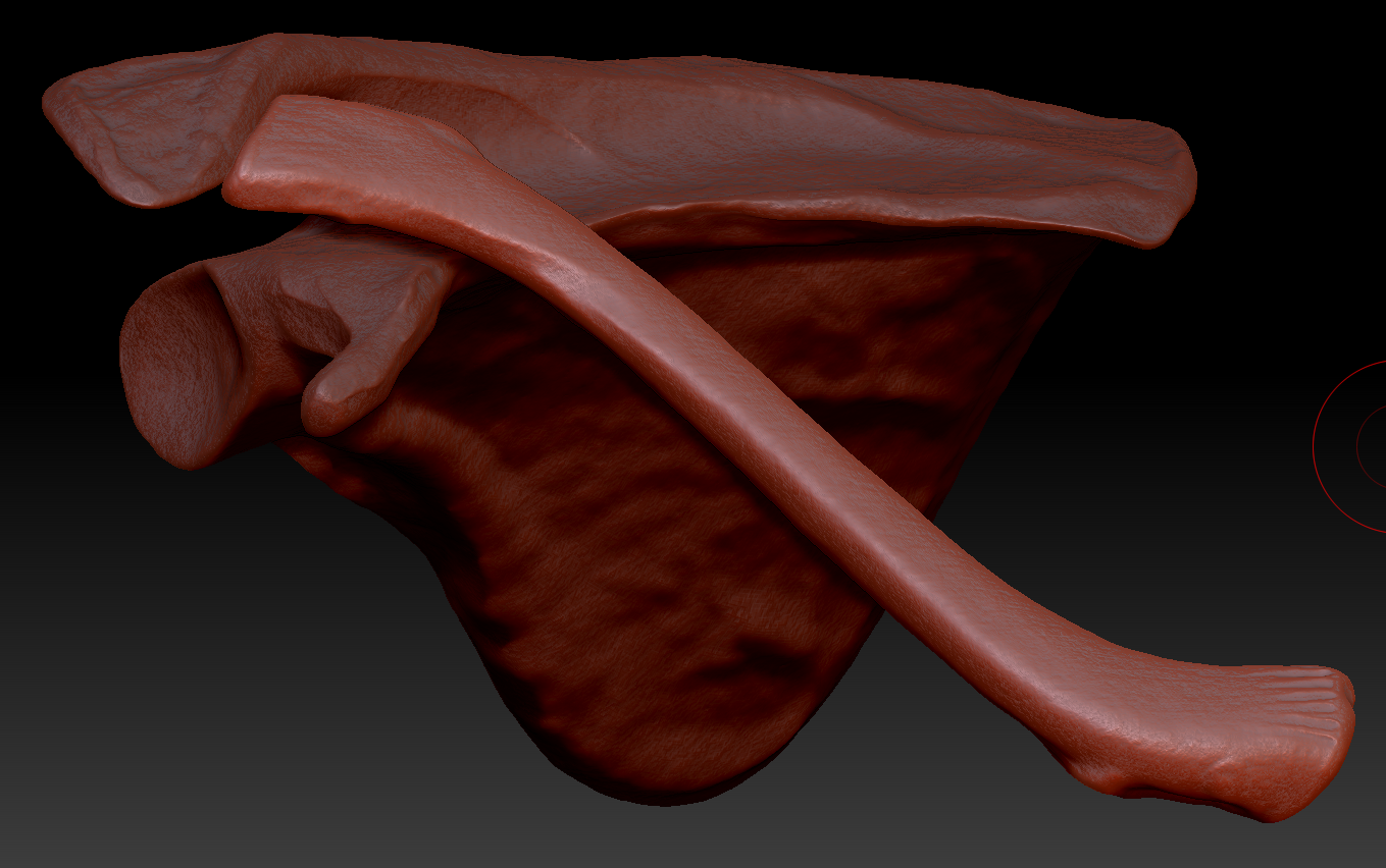 ZBrush Intro – Arm Skeleton Update